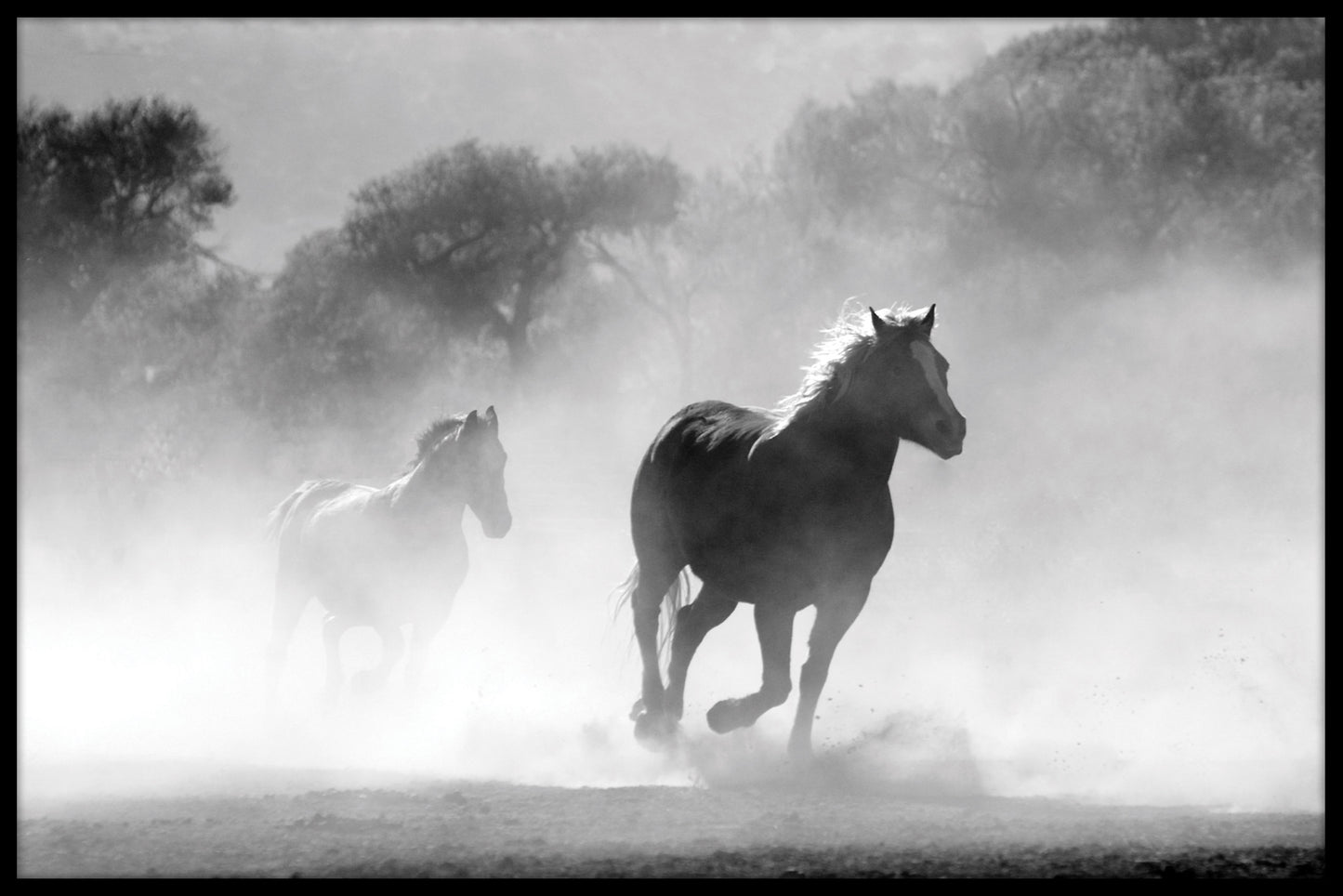 Häst flock dimma poster
