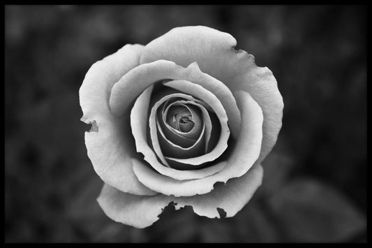 Vit ros i svartvit poster