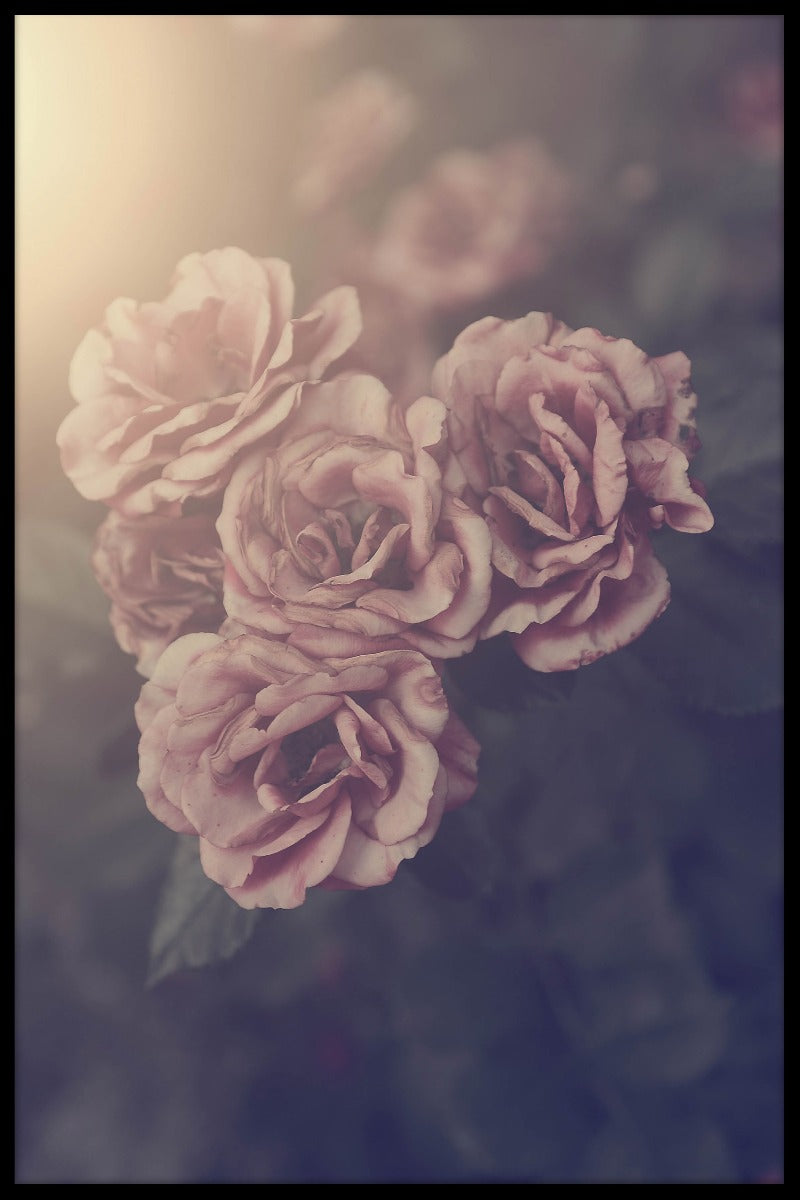 Vintage Rose poster