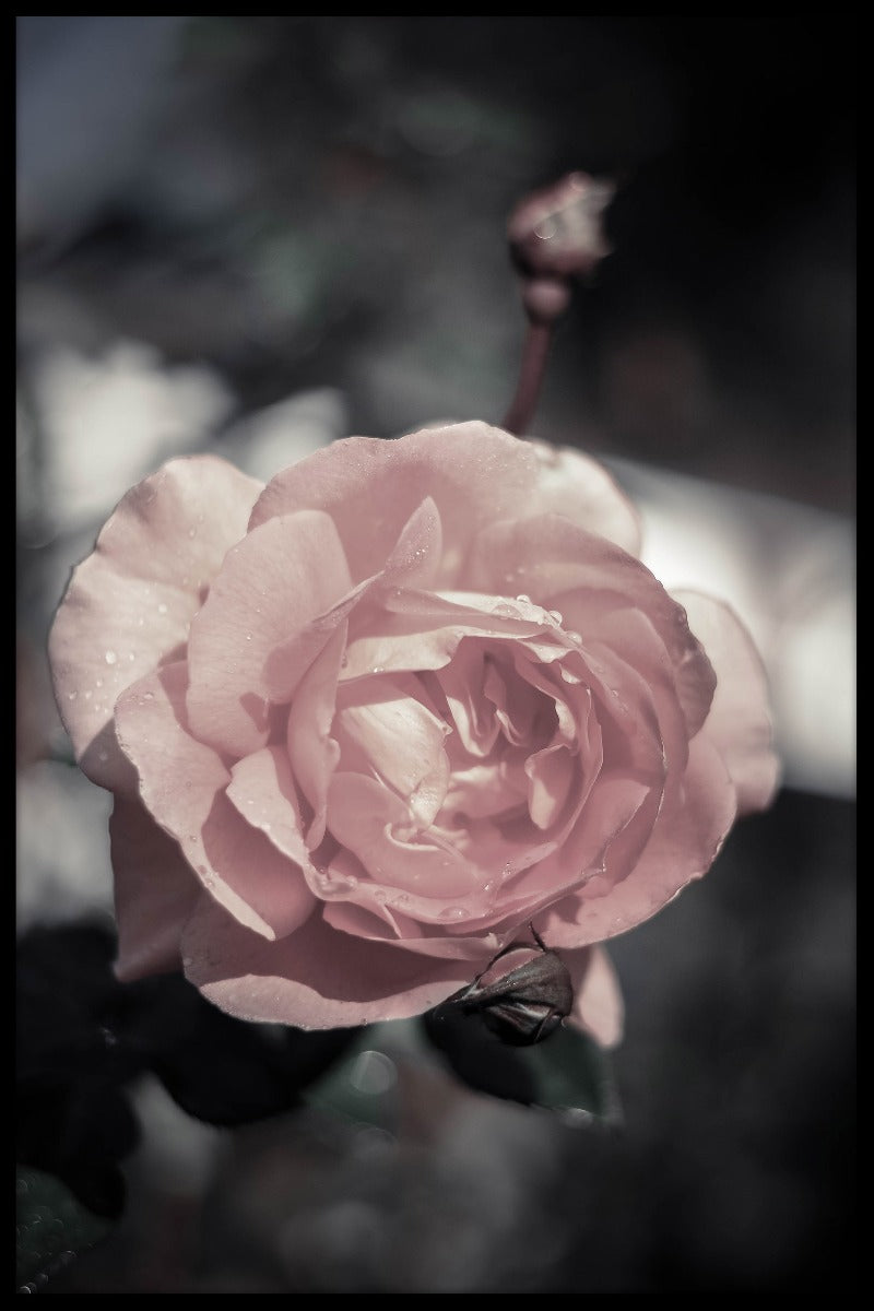 Peach Rose poster