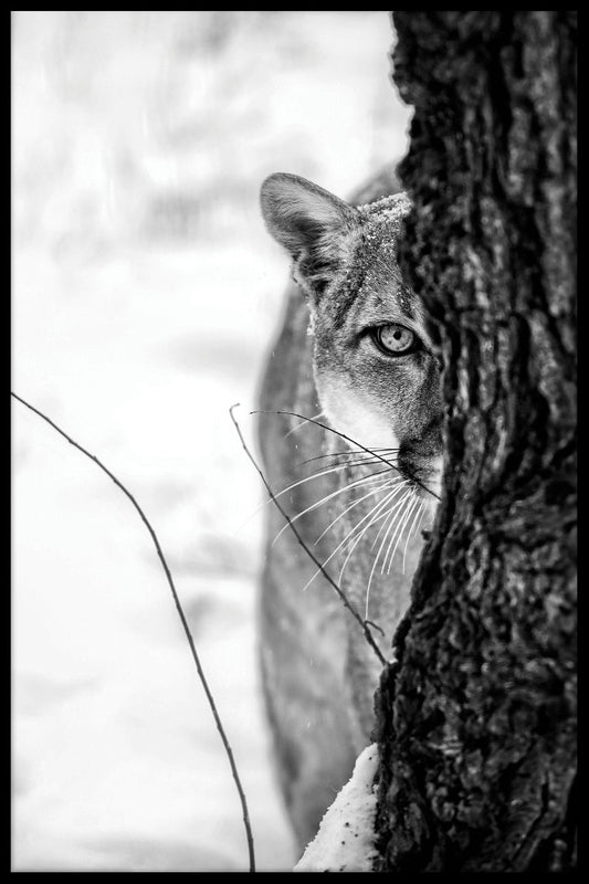 Cougar porträtt poster