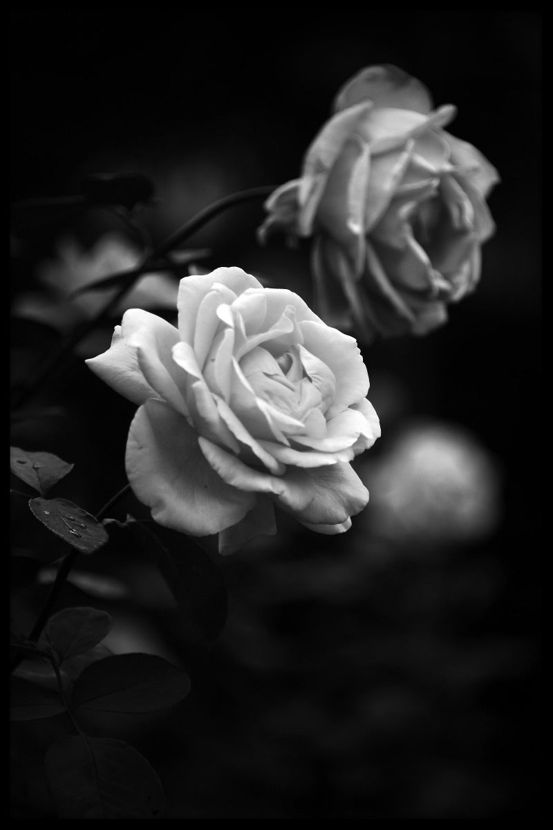 Svarta och vita rosor poster