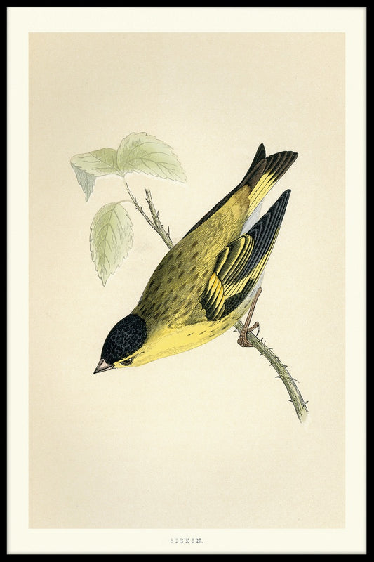 Eurasian Siskin poster