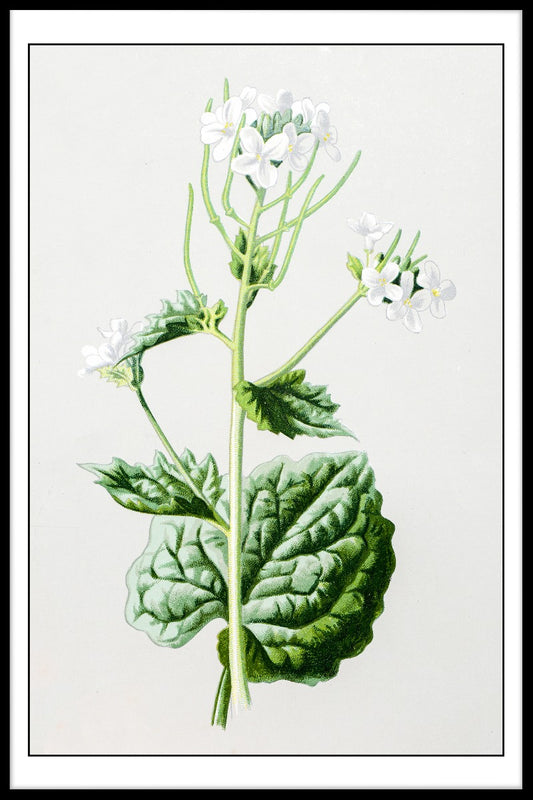 Antik blommig illustration poster