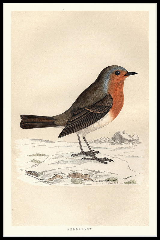 Robin Redbreast poster