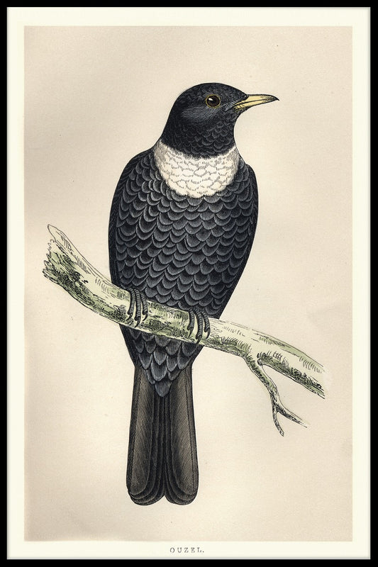 Ring Ouzel poster