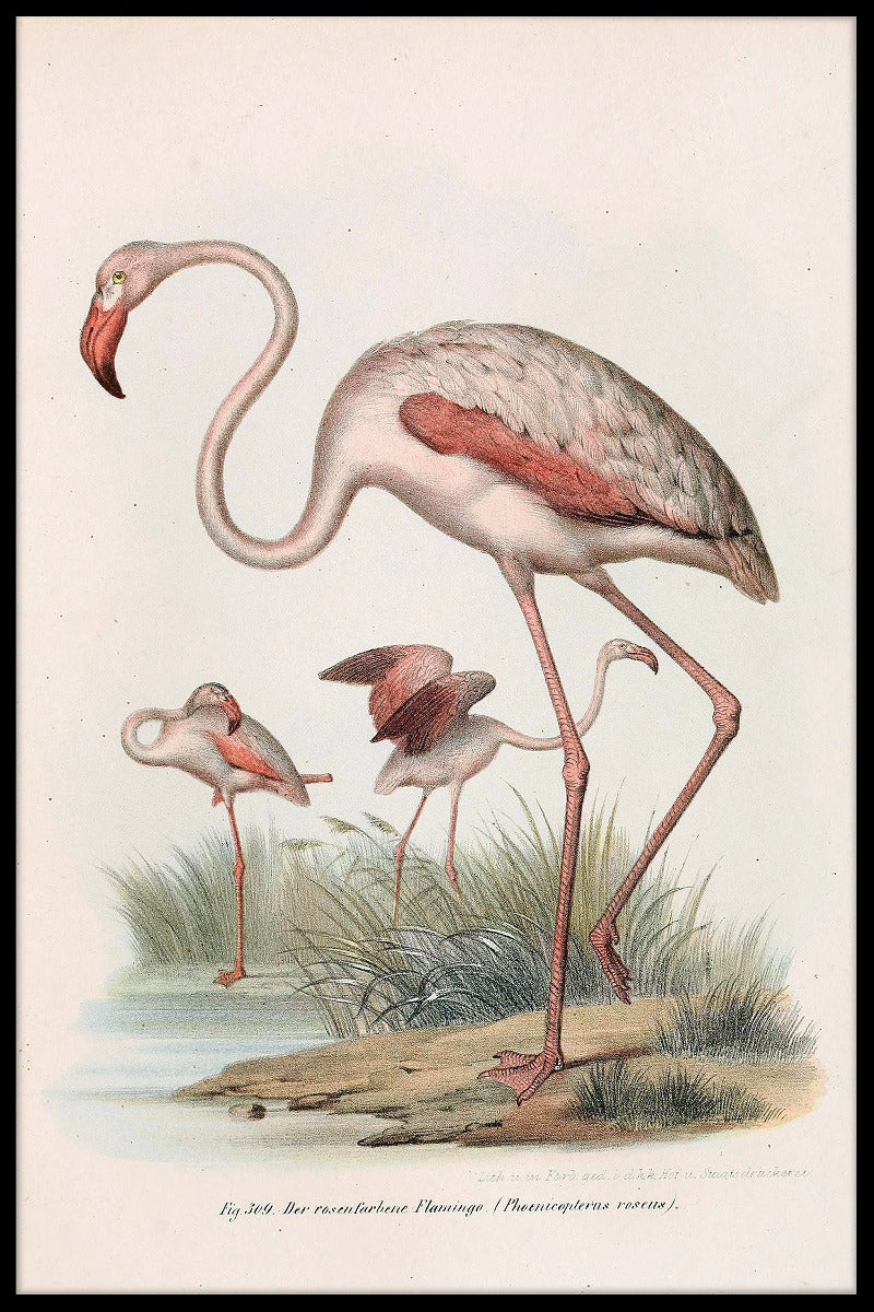 Phoenicopterus Roseus poster