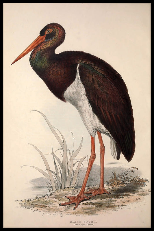 Ciconia Nigra poster