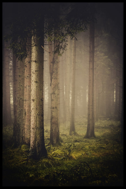 Mörk dimmig skog poster