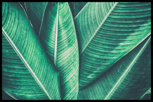 Tropical Leaf N02 poster