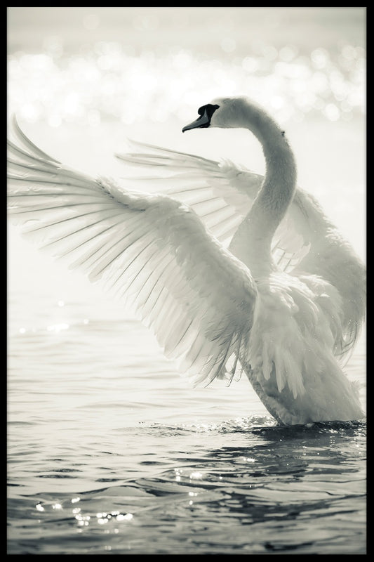 Graceful Swan Poster-s