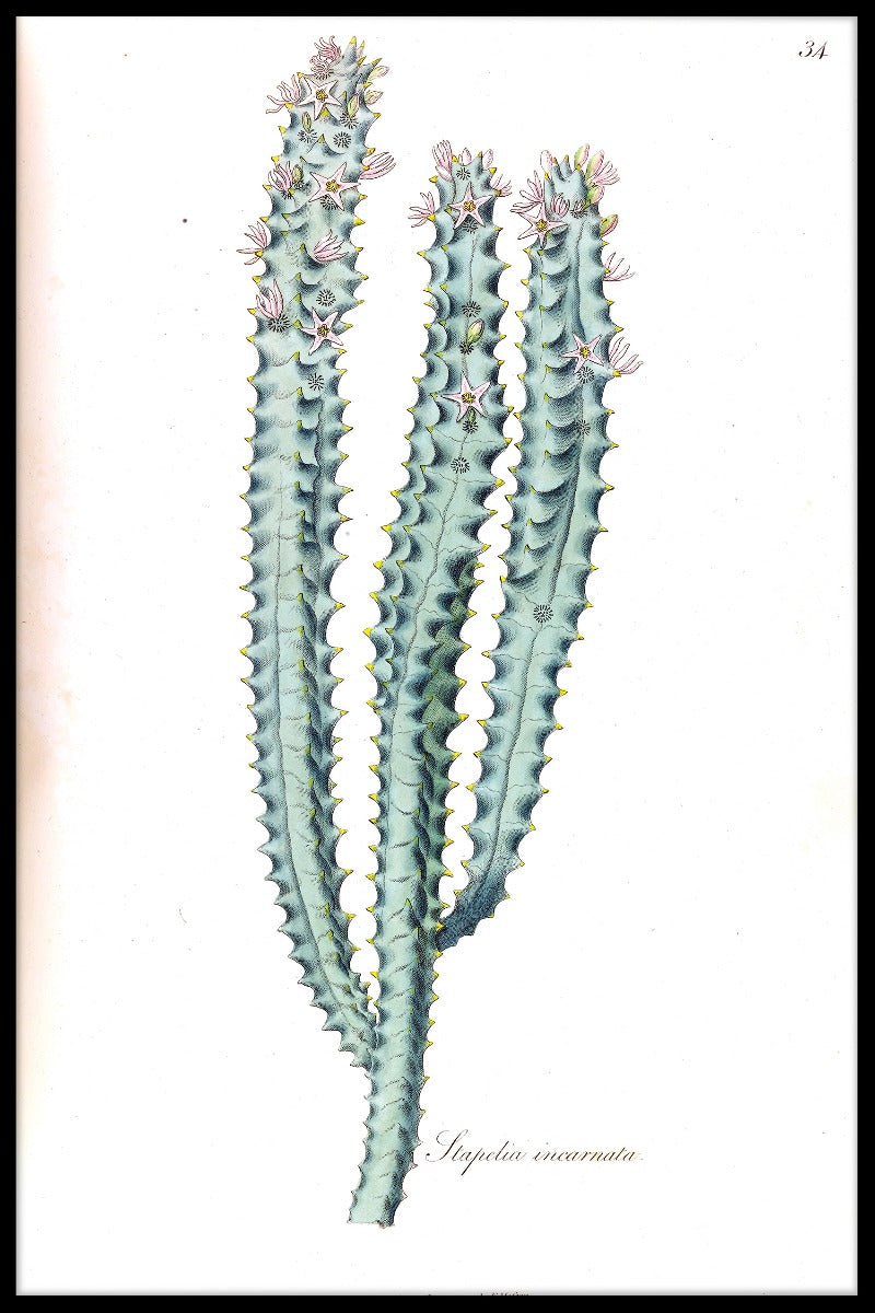 Kaktus Illustration poster