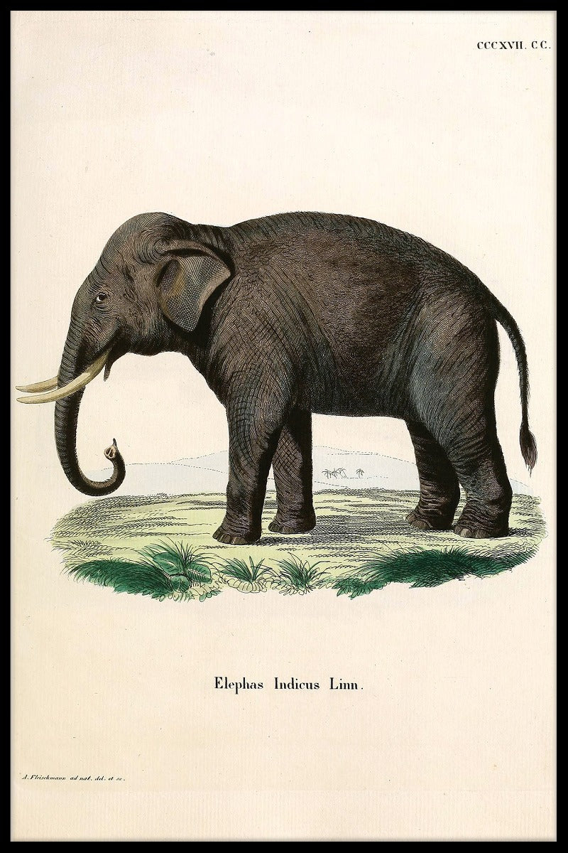 poster Elephas Indicus Linn