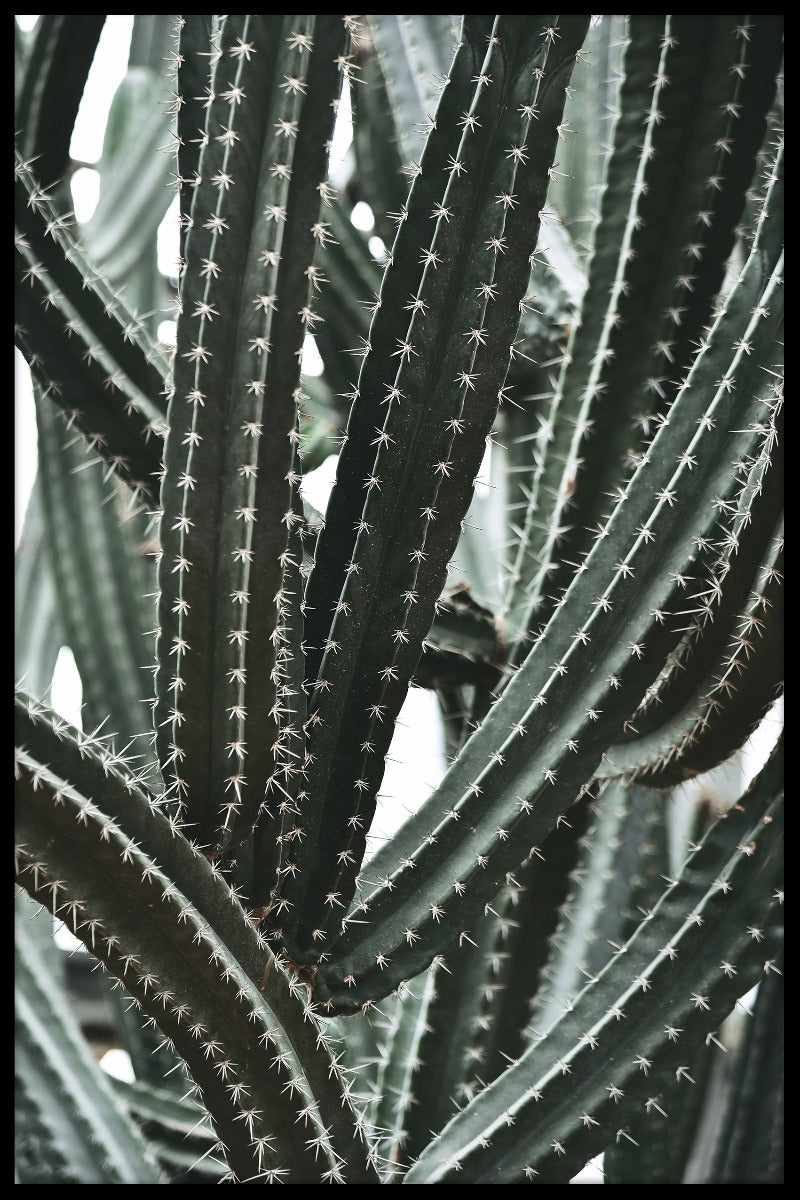 poster för kaktus botaniska trädgård