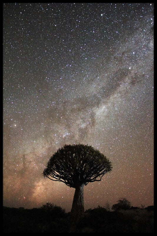 Quiver Tree Milkyway poster