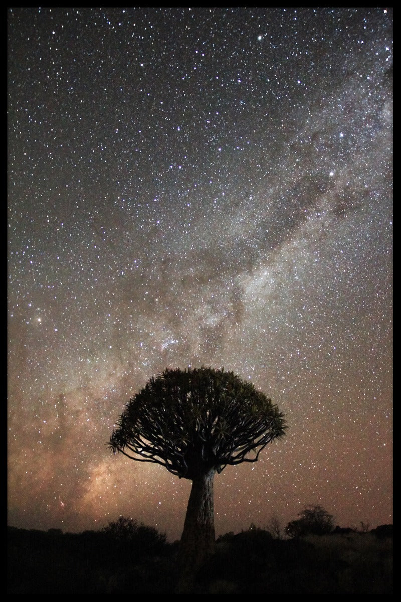 Quiver Tree Milkyway Poster-s