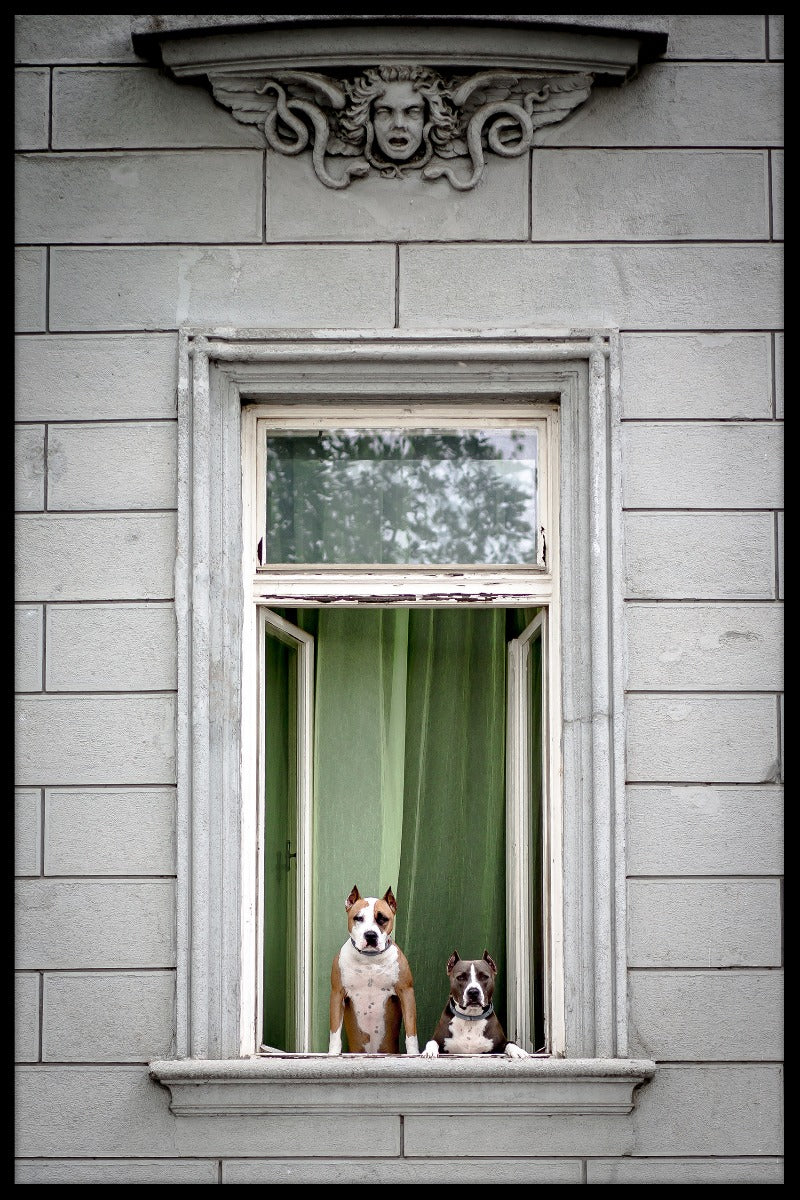 Fönster hundar poster