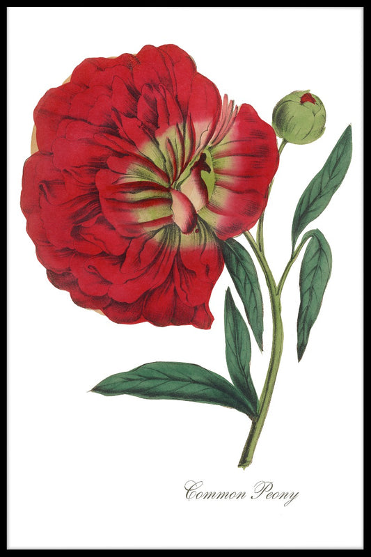 Blomma pion poster