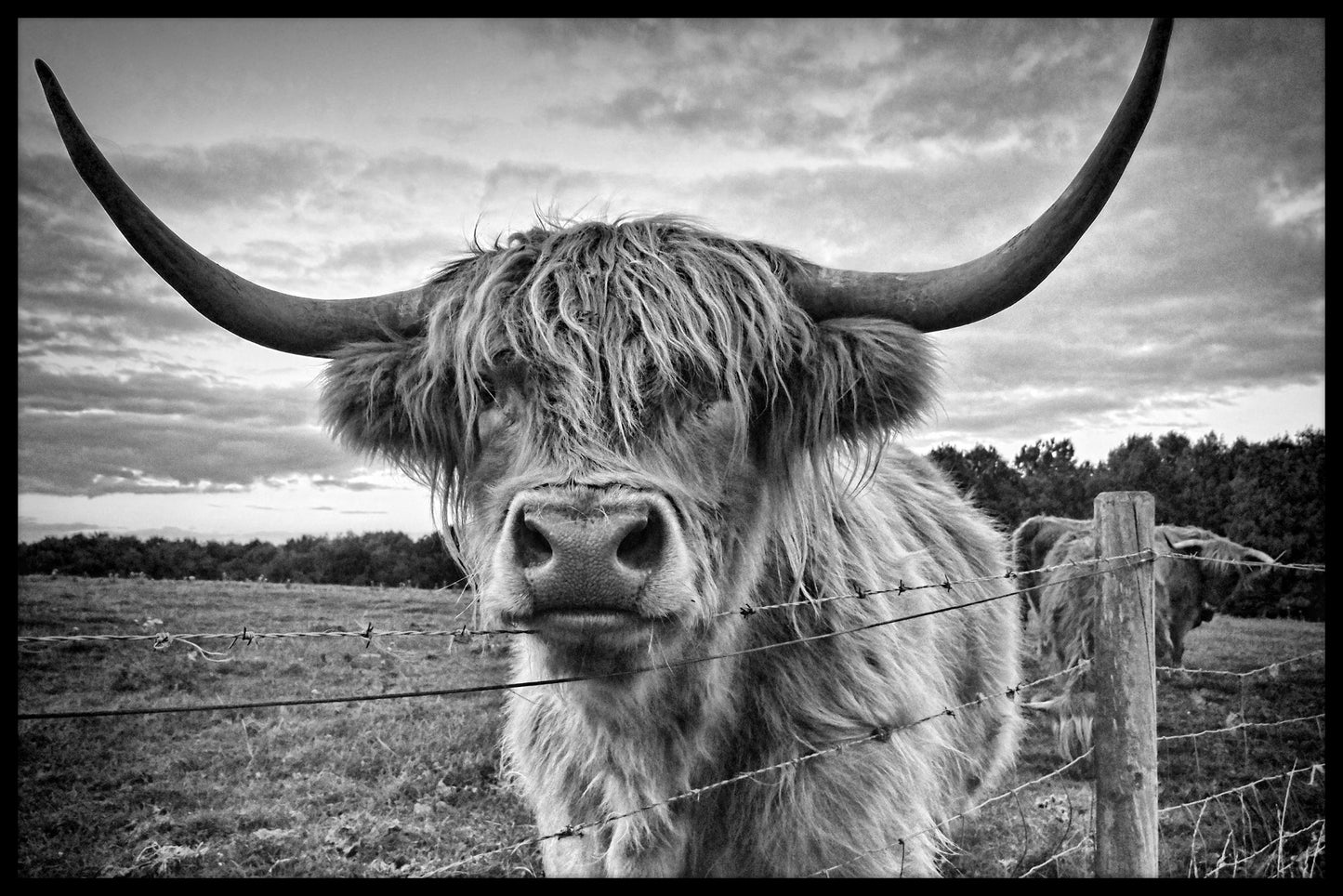 Highland Cattle poster