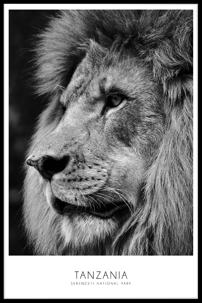 Serengeti Lion Tanzania poster