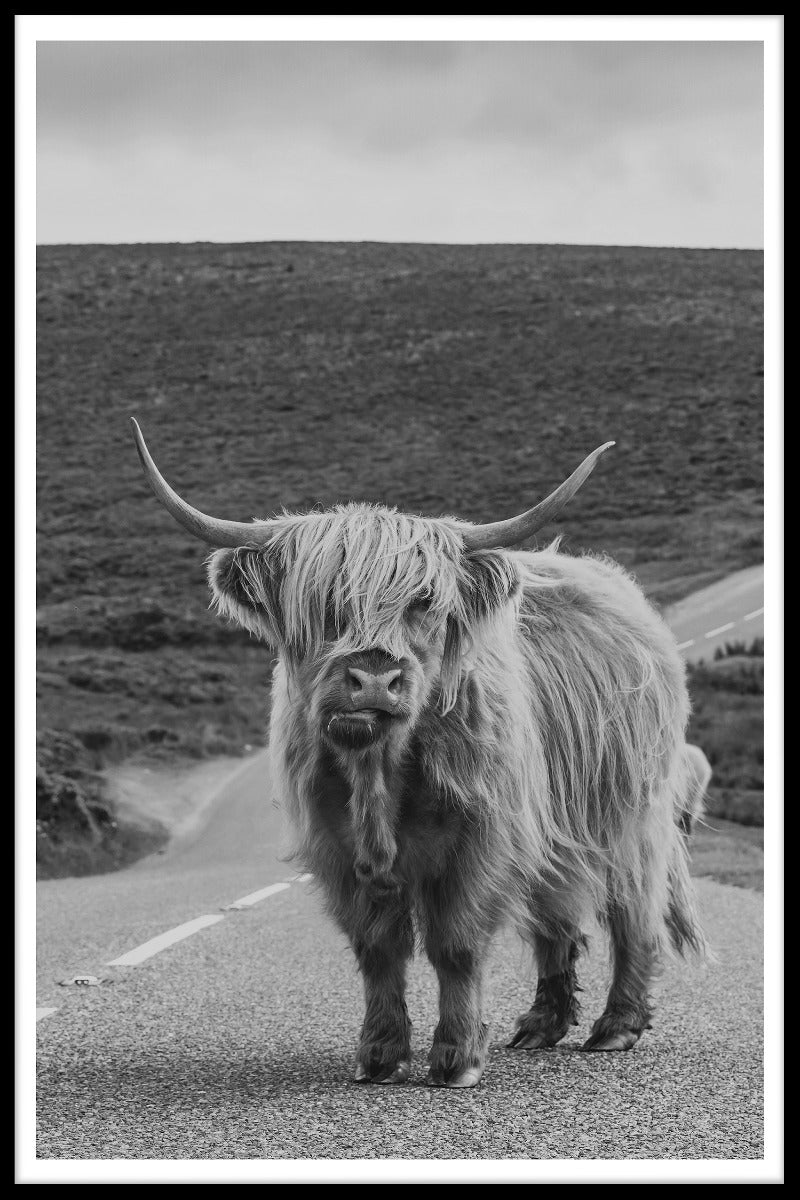 Highland Cattle N02 poster