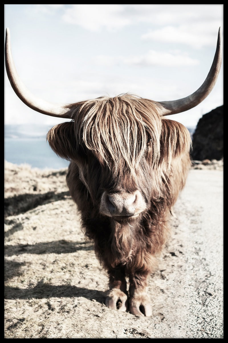 poster Highland Cattle N06