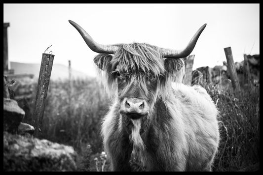 poster Highland Cattle N07