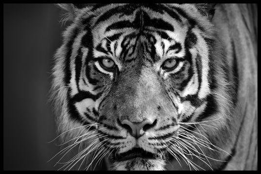 Tiger N03 poster