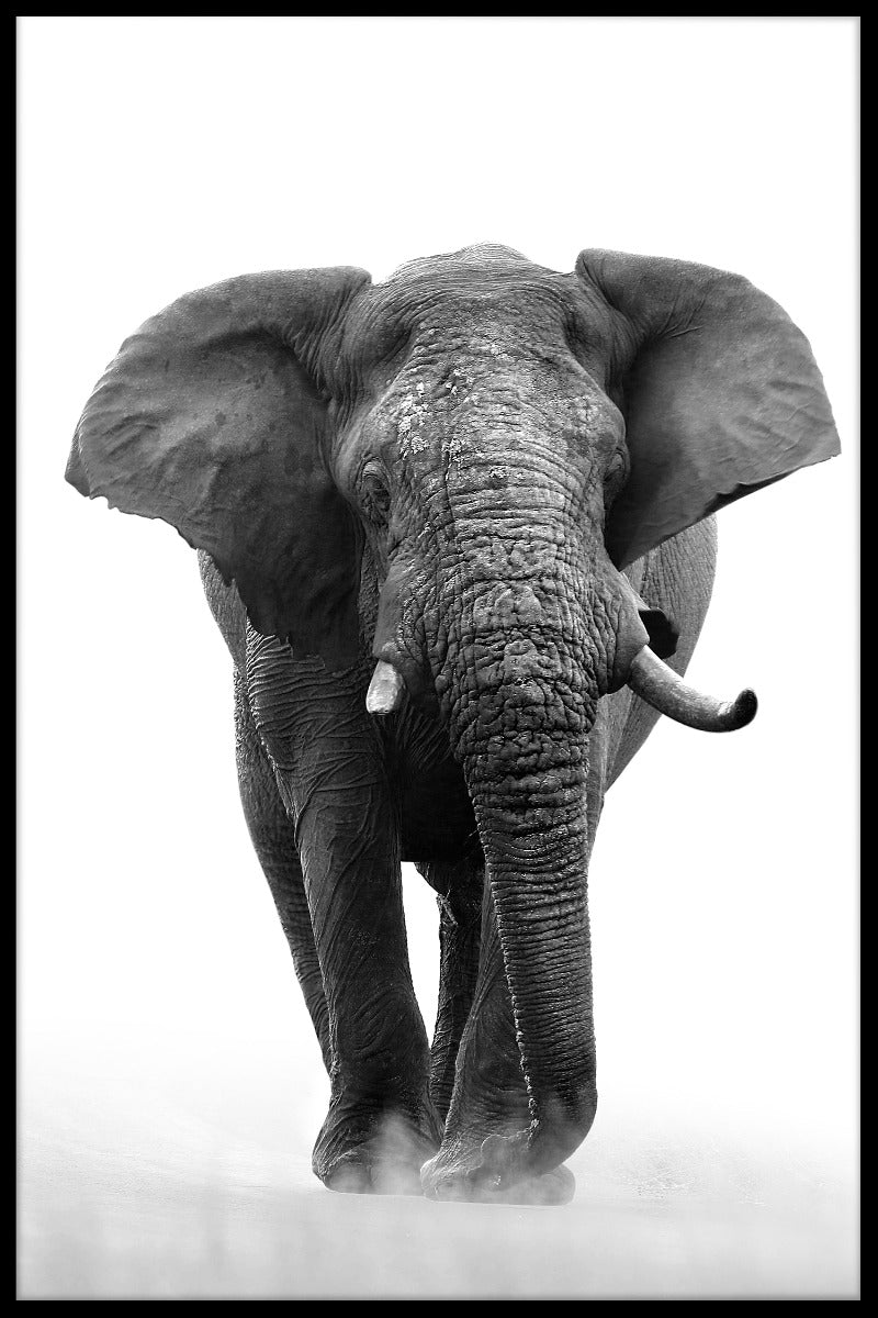 Afrikansk elefant N04 poster