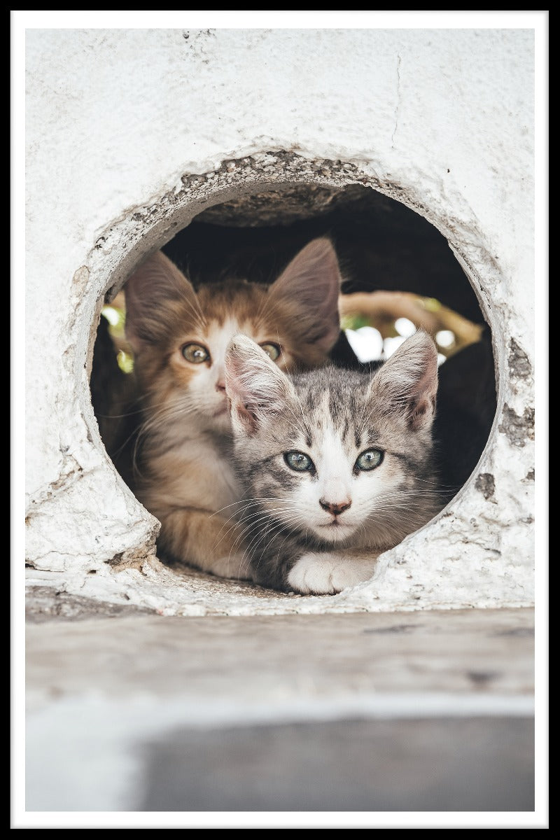 poster Katter som gömmer sig i hål