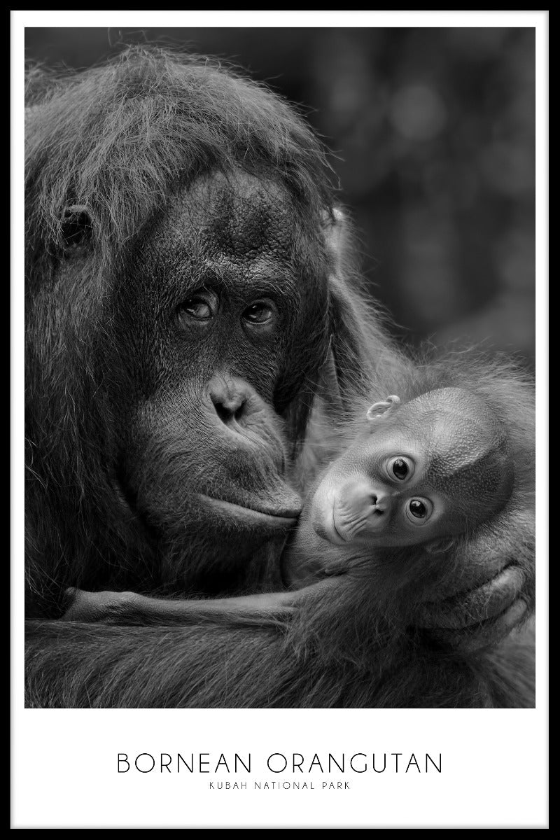 Bornean Orangutang poster