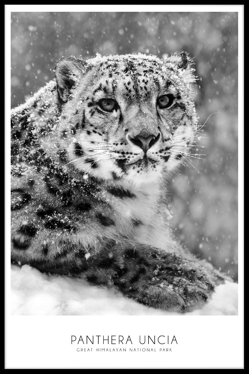 Snow Leopard poster