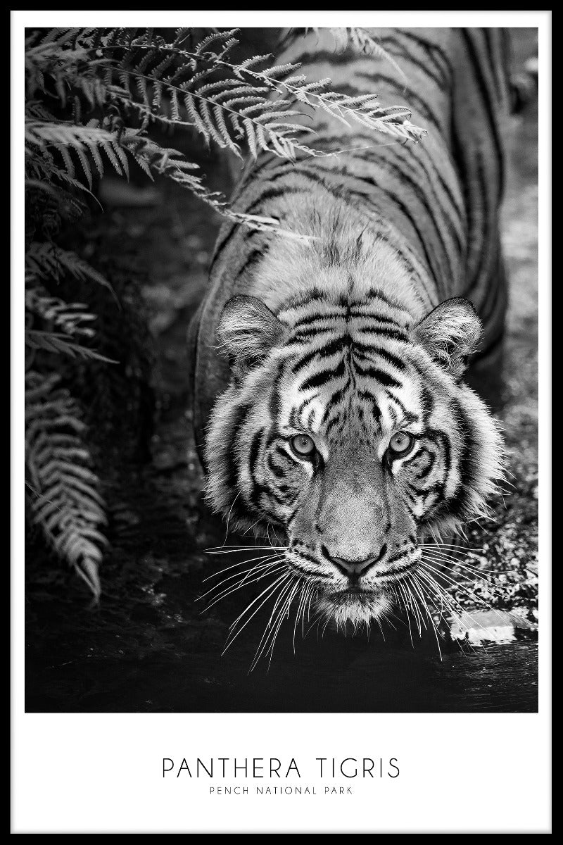 Panthera Tigris poster