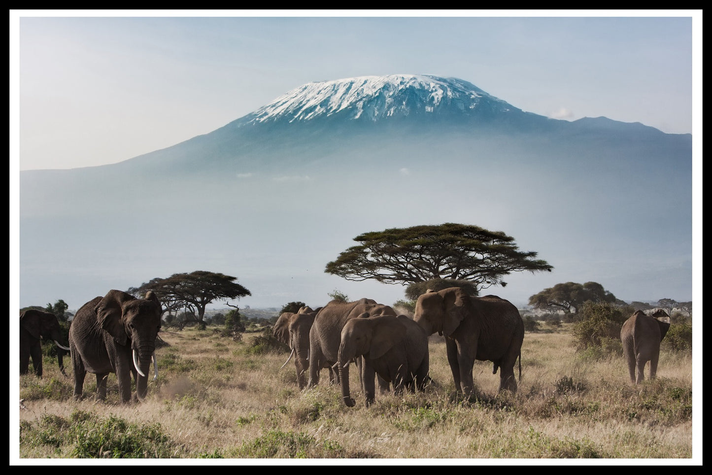 poster Kilimanjaro för elefanter