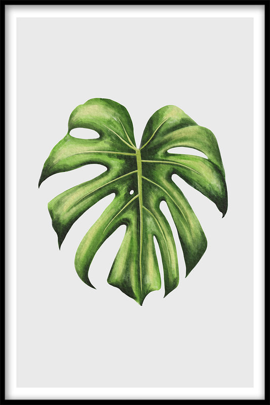 Monstera poster