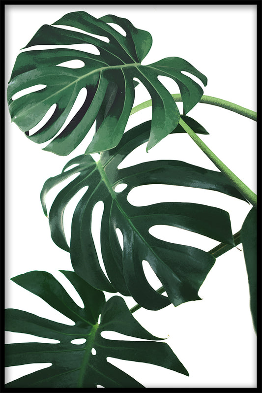 Monstera lämnar poster