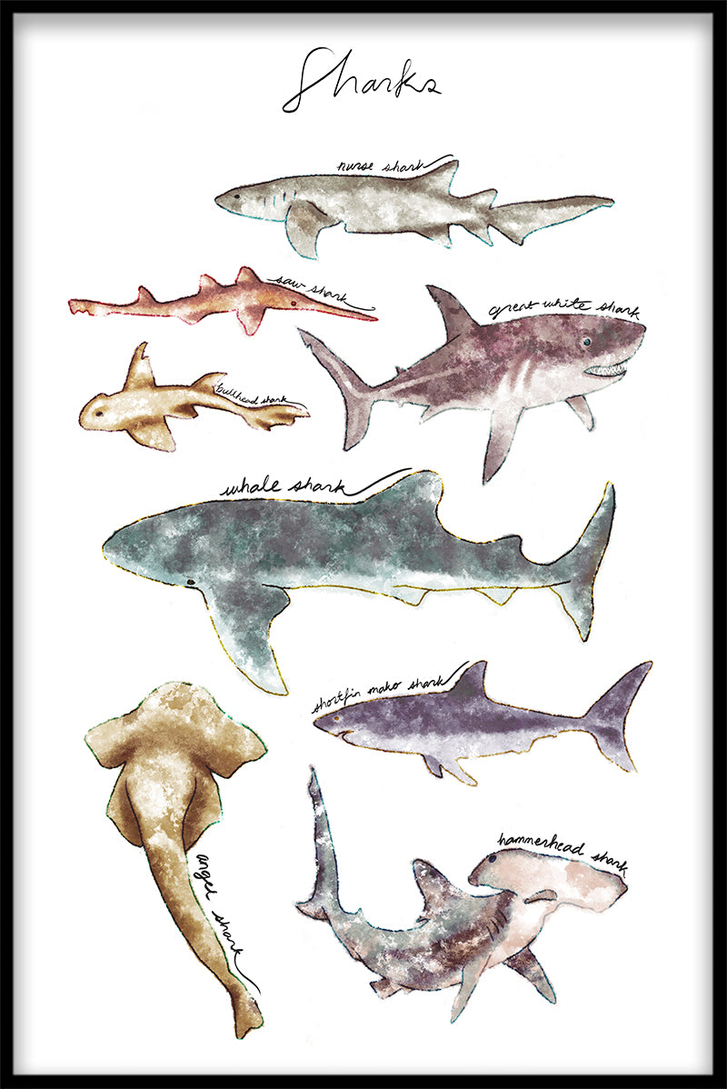 Hajar samling poster
