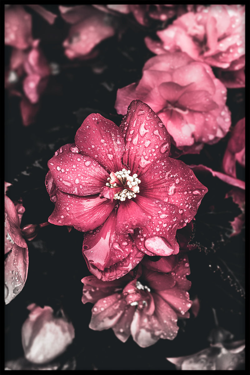 Rosa blommor N02 poster