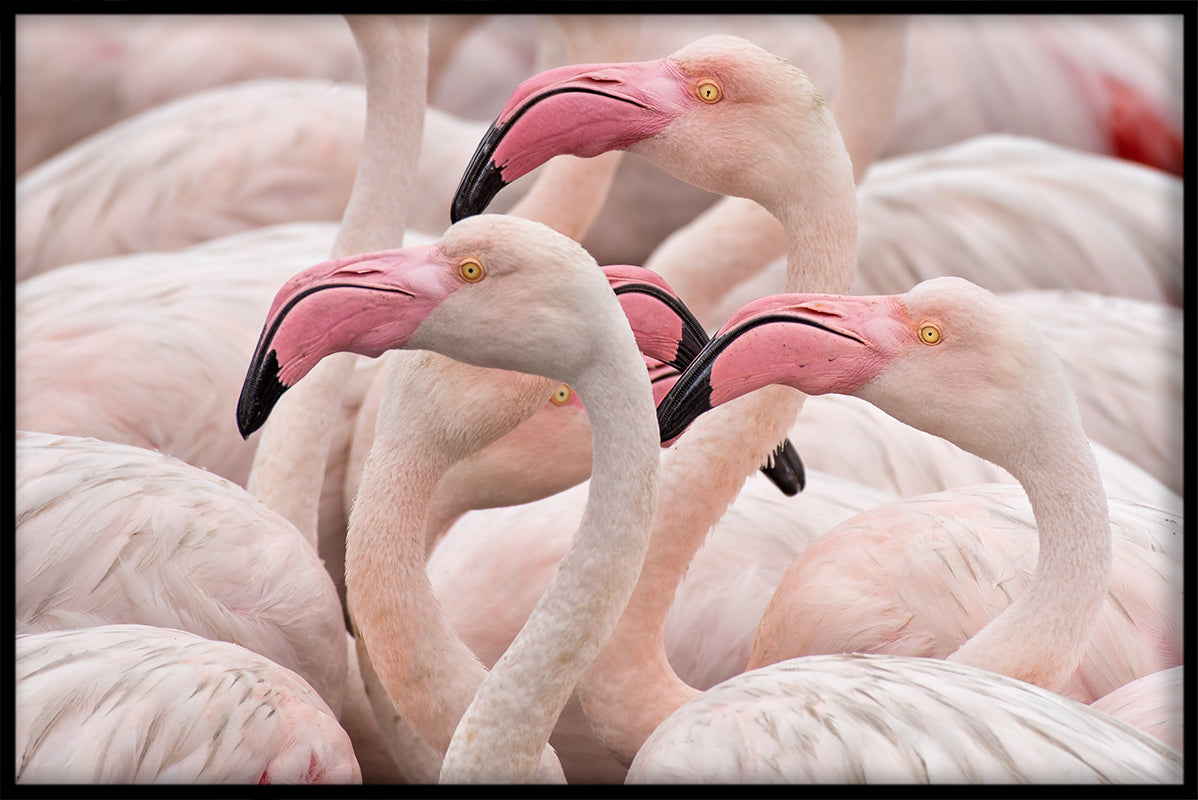 Flamingos rosa poster