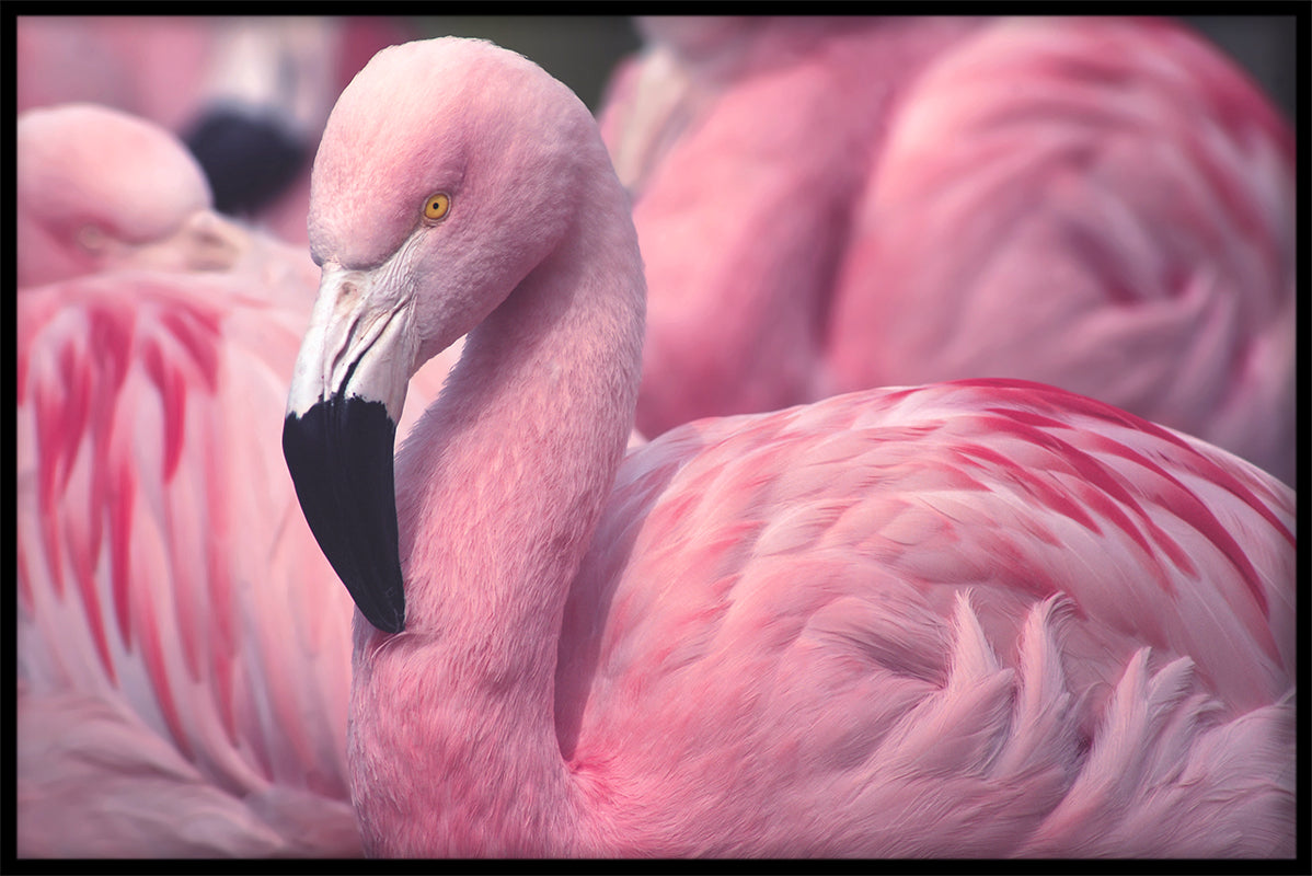 Flamingos närbild poster