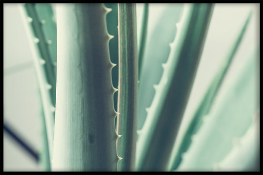 Aloe Vera växt poster