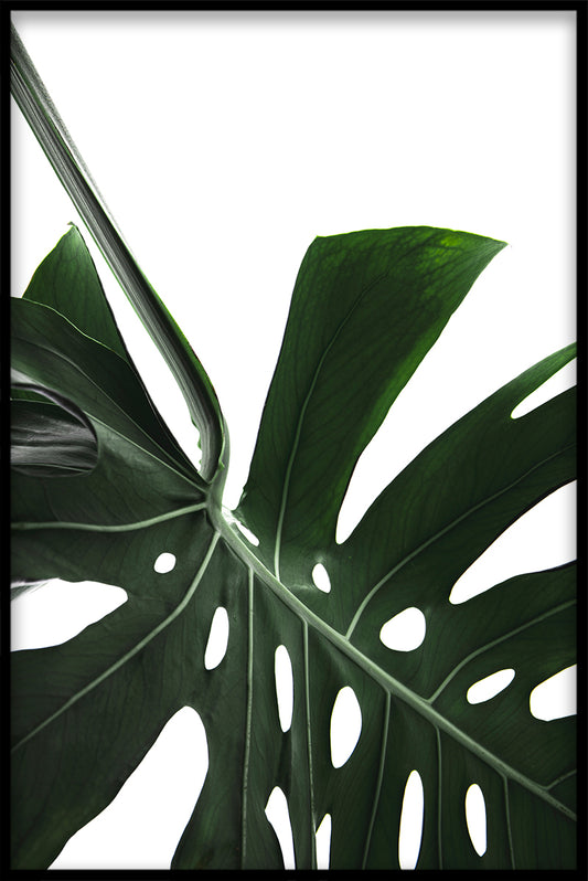 Monstera närbild N02 poster