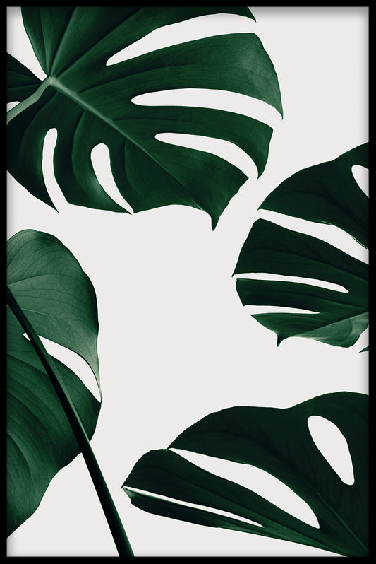 Ljus Monstera poster