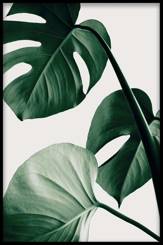 Ljus Monstera N03 poster