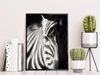 Zebra porträtt natur poster