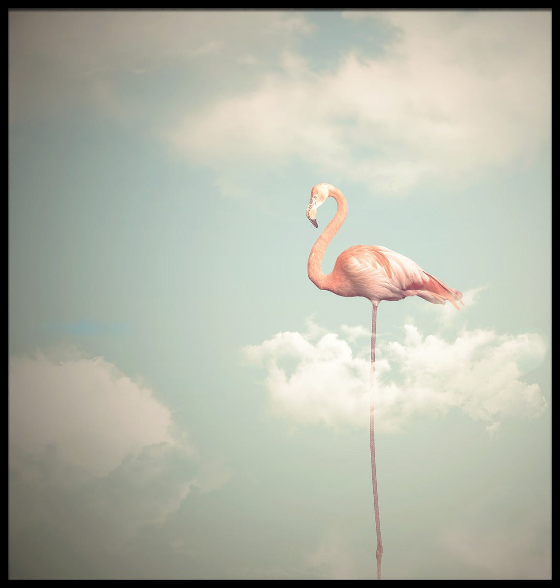Flamingo Illustration poster