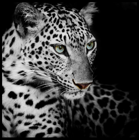 Leopard poster