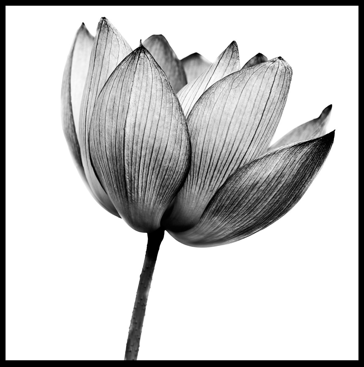 Lotus svartvit poster