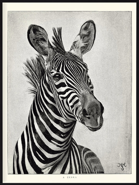 Zebra porträtt Illustration poster